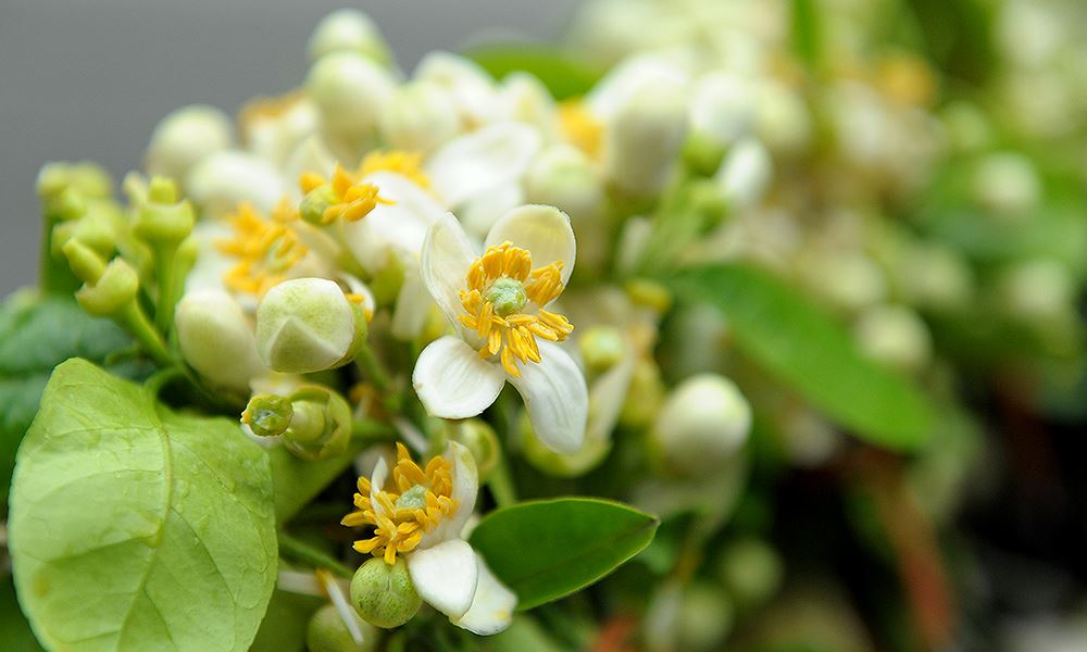 Hanoi Weather in March