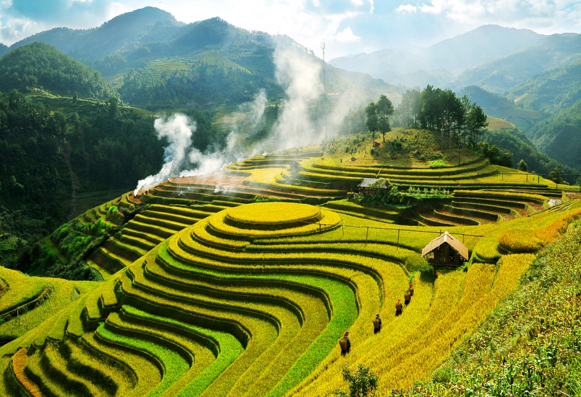 Which is the best place to see the Golden Rice Field in Northern Vietnam?