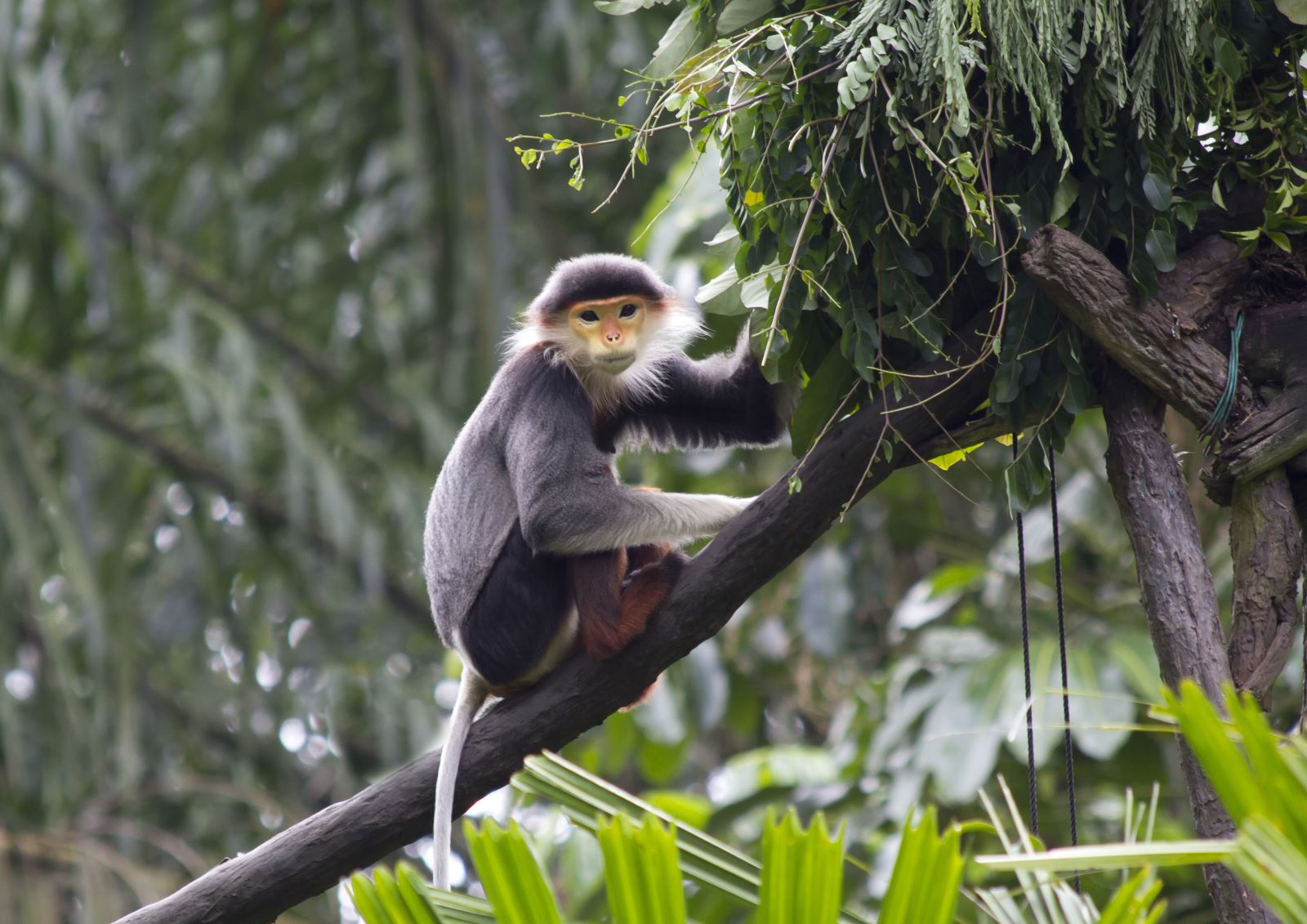 Cuc Phuong National Park Day Tour