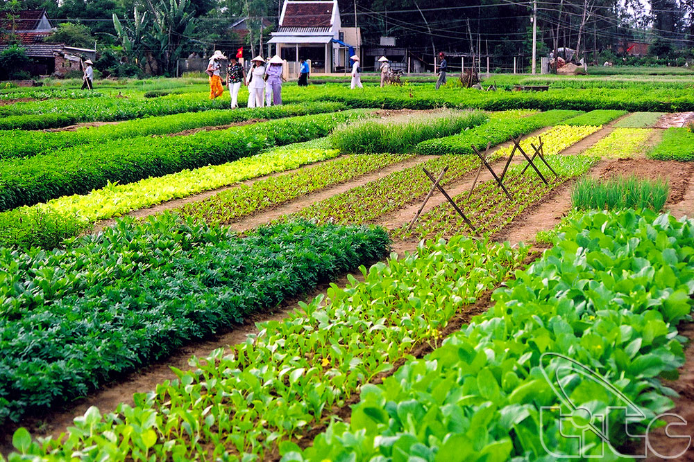 Tra Que Farming Village