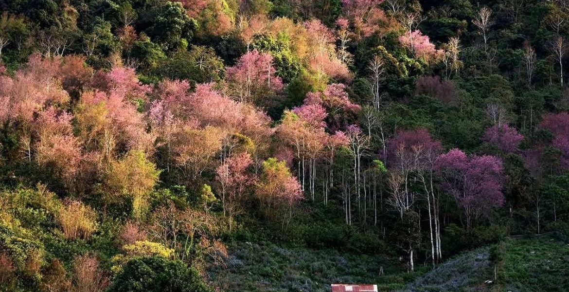 Da Lat - the Flower City