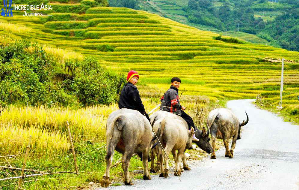 Children in buffalo in Ma Tra Villages, Sapa tours