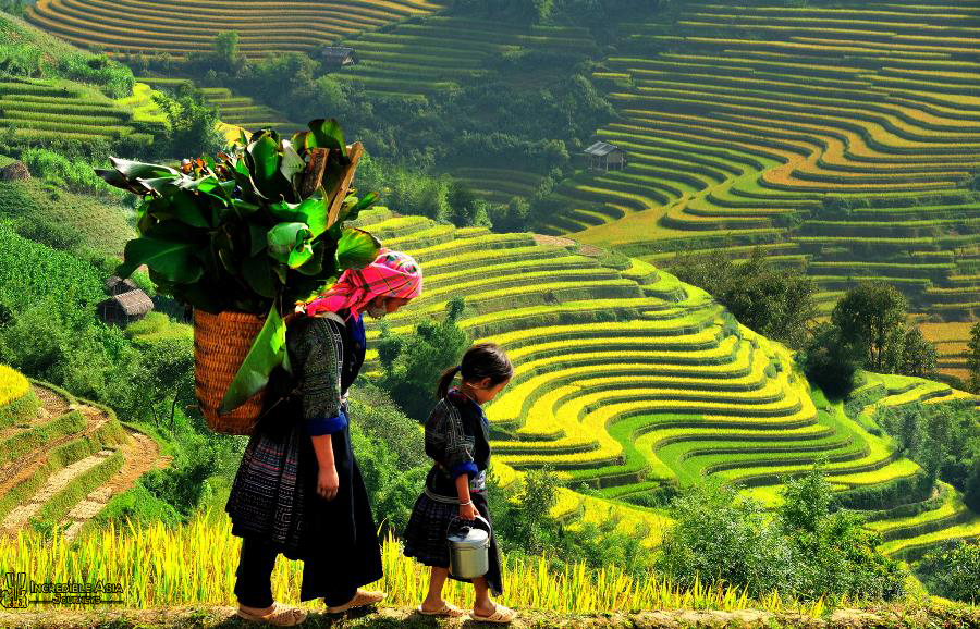 Terrace rice fields