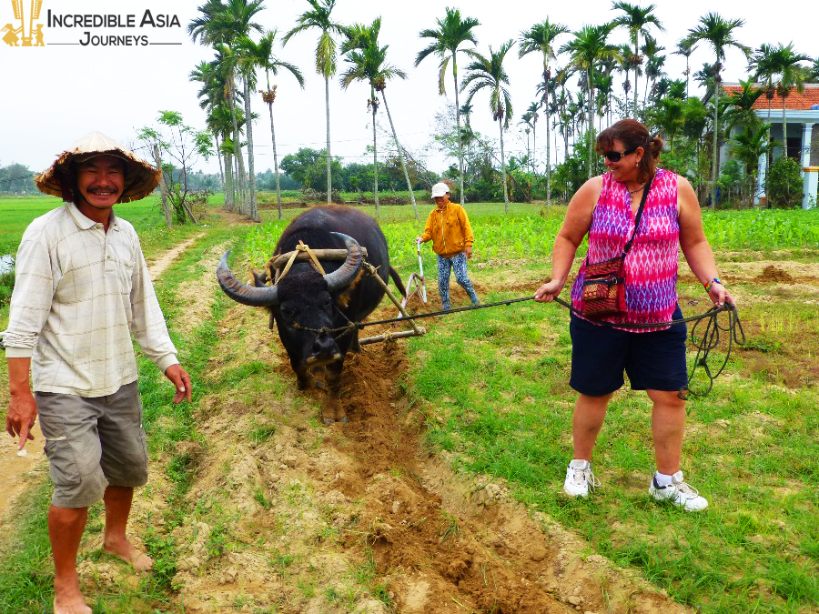 Water Buffalo In Hoi An