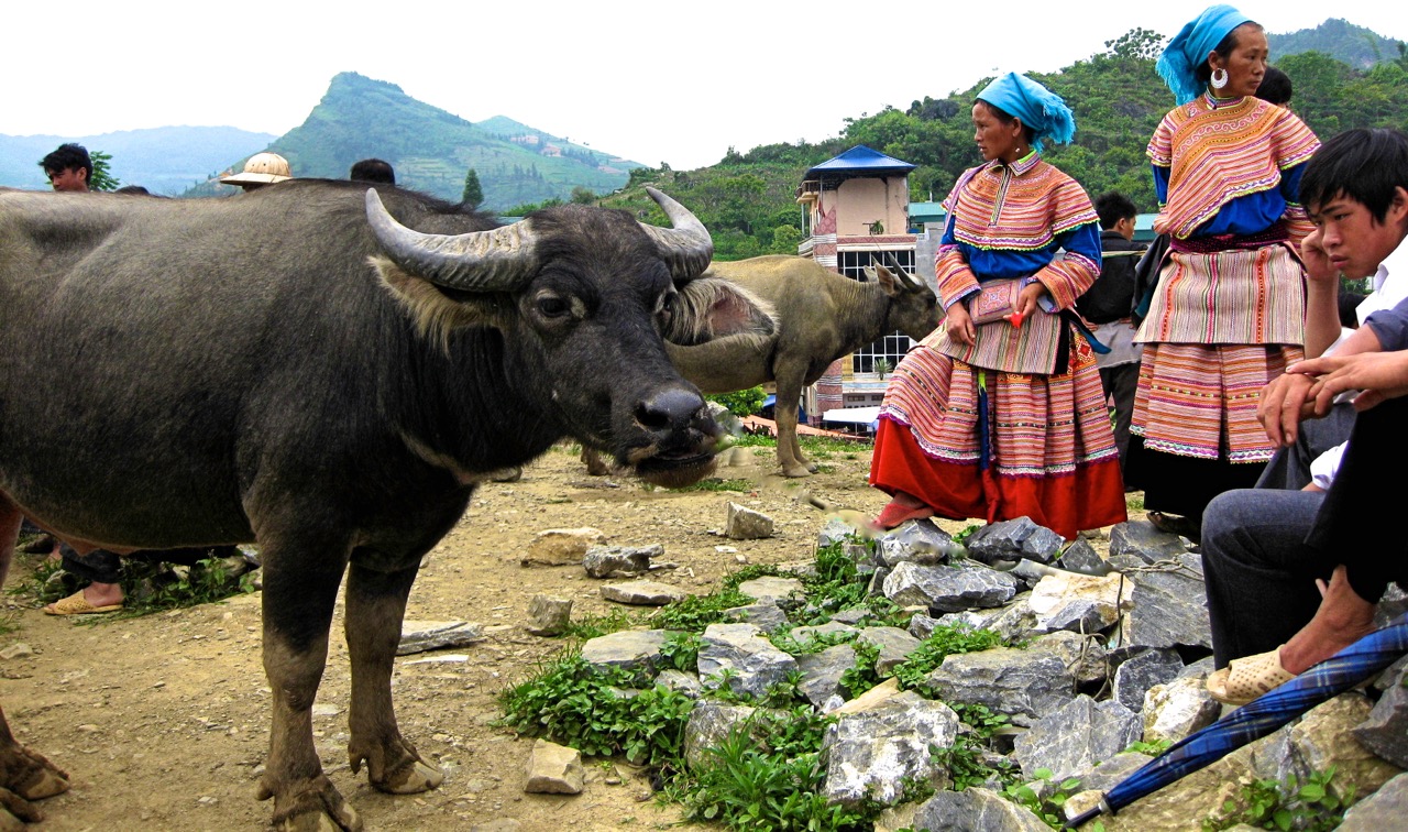 Bac Ha Market Day Tour