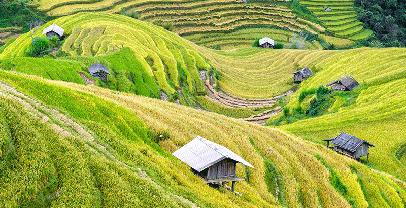 Sapa Trekking & Bac Ha Market