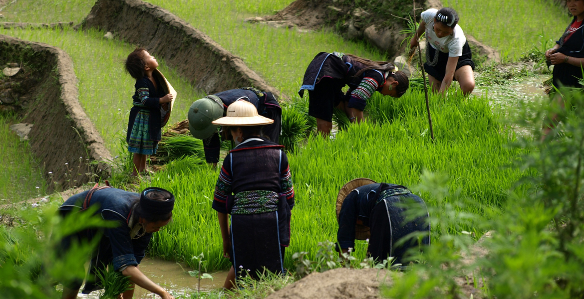 Sapa Trekking Tour with Train